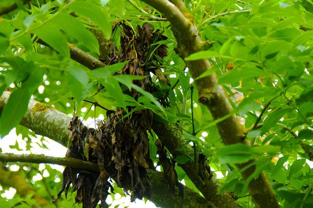 Hundreds of diseased ash trees to be felled across Ribble Valley costing thousands of pounds