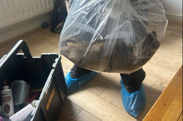 22-inch rat ‘size of cat’ sparks horror as calls for national strategy grow