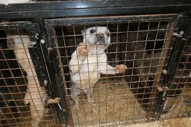 The filthy, cramped cages where cruel mum and sons locked poor dogs inside covered in waste for years