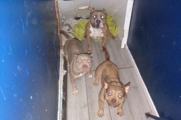 Social media posts and ‘BullyPedex’ listing exposes dog breeders’ ‘barbaric’ acts