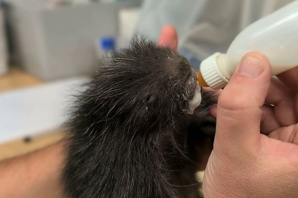 Blackpool Zoo keepers save life of cute baby porcupine by hand-rearing with bottle