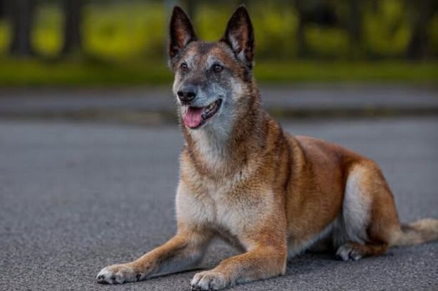Tributes to ‘formidable’ police dog who helped catch huge numbers of criminals