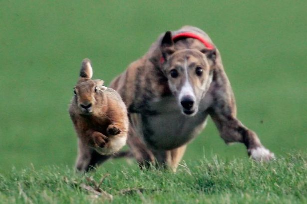 ‘Barbaric’ hare coursers used dogs to hunt animals on Lancashire field