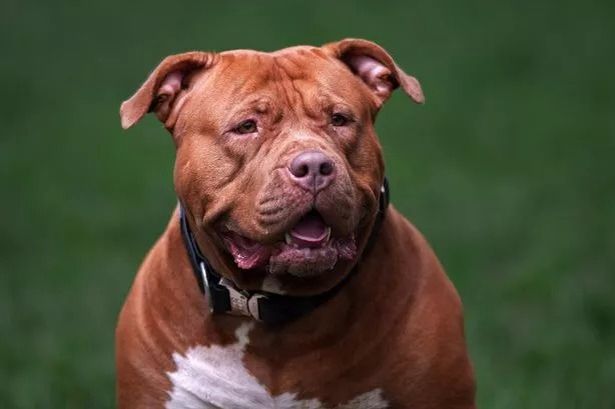 Woman suffers ‘serious bite injuries’ after XL Bully attack as neighbours rush to help her