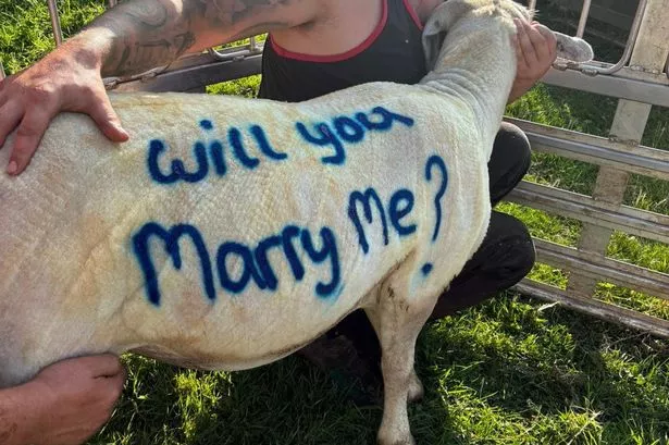 Farmer proposes by spray-painting ‘will you marry me?’ on sheep