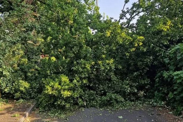 Police shut Chorley road after huge tree falls as drivers told to avoid the area