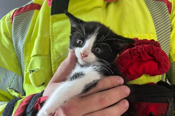 Six-week-old kitten dubbed ‘Houdini’ rescued by firefighters from ‘tight spot’