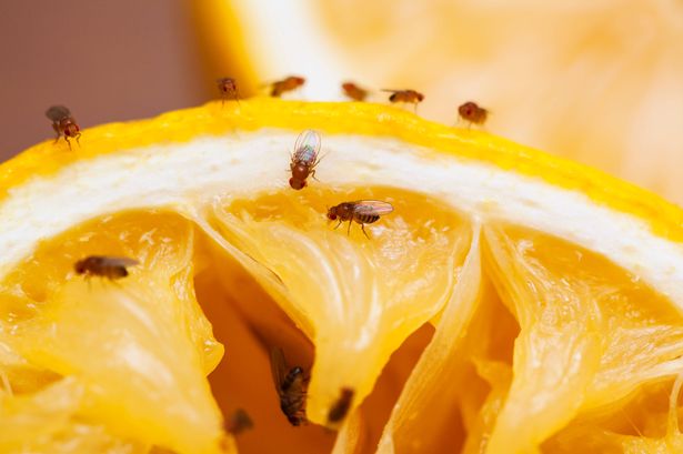 ‘Two minute fruit fly trap’ catches pesky insects so they can’t escape