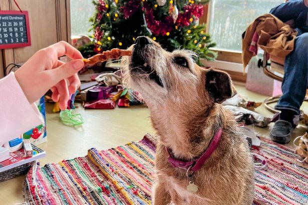 The best dog treats I’m shopping for Christmas 2025 from advent calendars to pumpkin spice snacks
