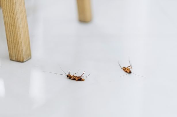 UK households warned autumn cockroach ‘invasion’ likely in central heating alert