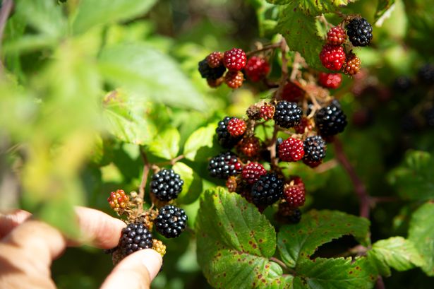 Picking blackberries could see you fined £300, experts warn