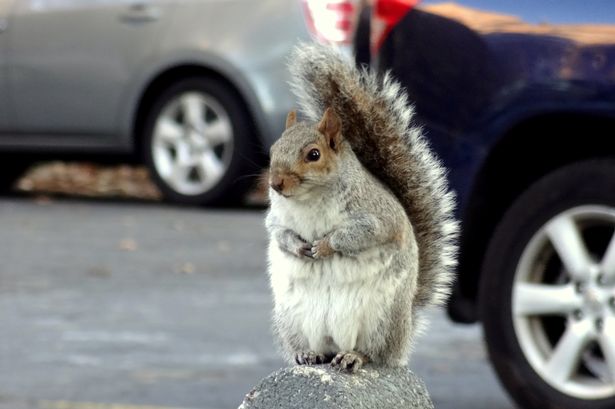 Drivers told to spray cars with garlic as squirrels cause £4k damage