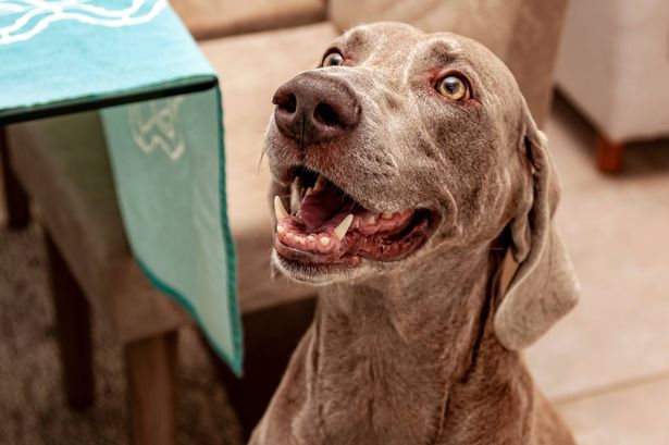 Woman spots dog has something sticking out of his mouth and can’t believe what it is