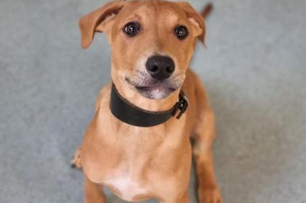 These beautiful lurcher puppies are bouncing back after being abandoned in a park in Accrington