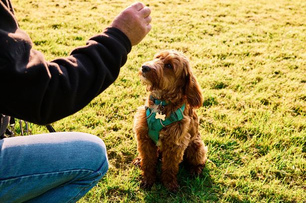 Scientists share whether dogs can distinguish between ‘generous’ and ‘selfish’ people