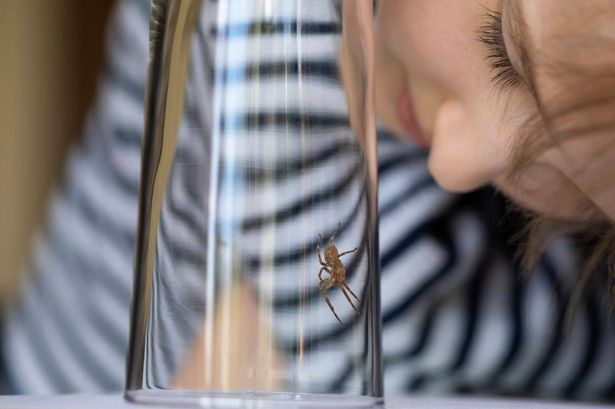 Keep ‘giant’ spiders out of your home this autumn with lesser-known spider-repelling plants