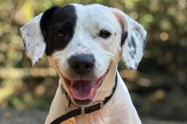 These adorable rescue dogs are looking for their forever homes in Lancashire