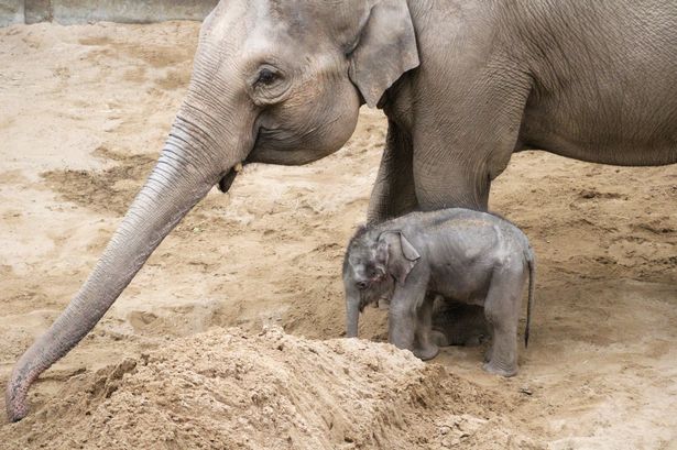 Endangered elephant calf born at Blackpool zoo after a pregnancy that lasted for nearly two years