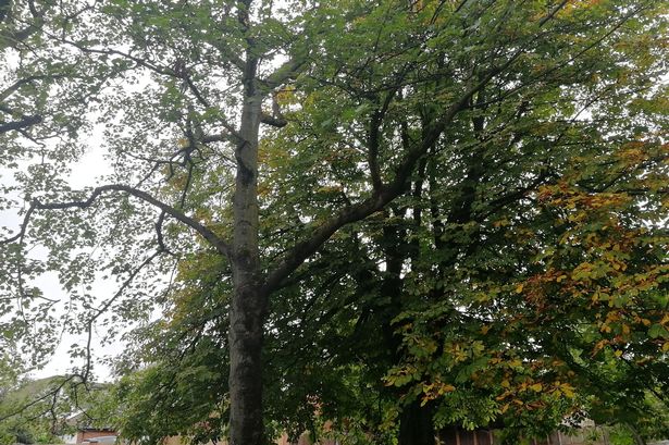 ‘No concerns’ raised over tree that killed homeless man, council say
