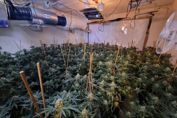 Large cannabis grow containing more than 200 plants dismantled in Leyland