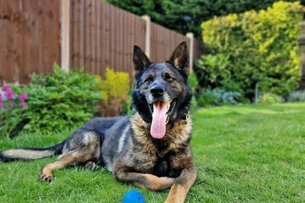 Beloved police dog ‘hangs up his lead’