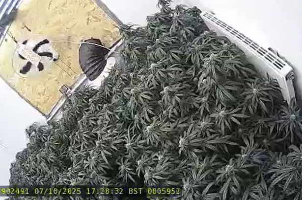 Large cannabis farm and machete found after police raid Leyland building