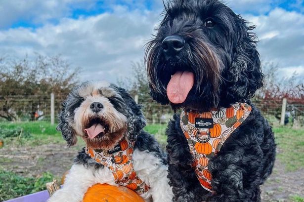 The best places in Lancashire to go pumpkin picking this autumn
