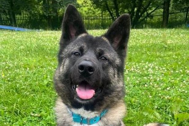 5 adorable rescue dogs looking for their forever homes in Lancashire