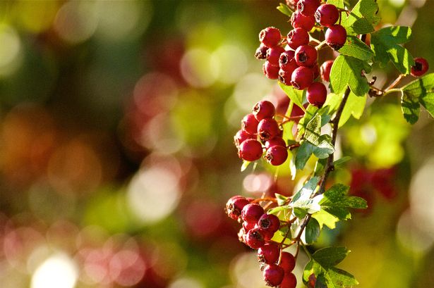 RSPB expert names five berries that will fill your garden with birds