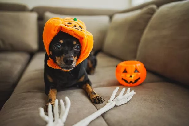We found 2025’s best Halloween dog costumes with spiders, pumpkins and cowboys from just £7