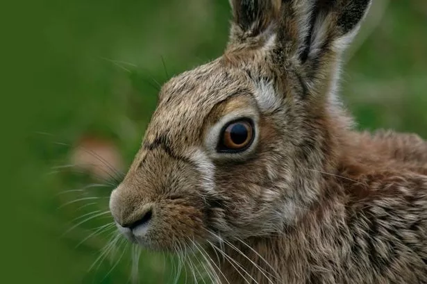 Hare coursing arrests after suspects travel ‘considerable distance for illegal activity’
