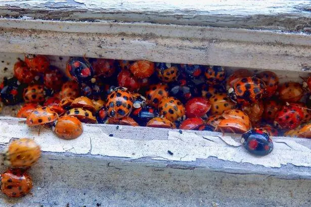 Ladybirds ‘carrying STDs’ are swarming into UK homes leaving people in horror