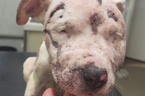Heartbreak as fatally injured puppy found dumped in cage on path