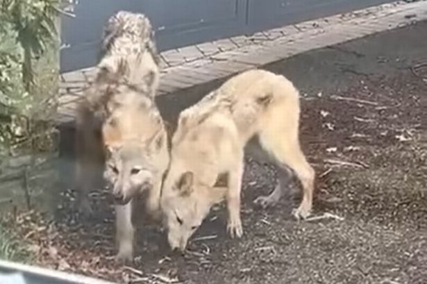 Police issue major update after ‘howling wolves’ spotted roaming Preston streets