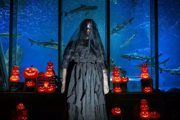‘Spooky’ Halloween trail perfect for kids lands at Sea Life Blackpool