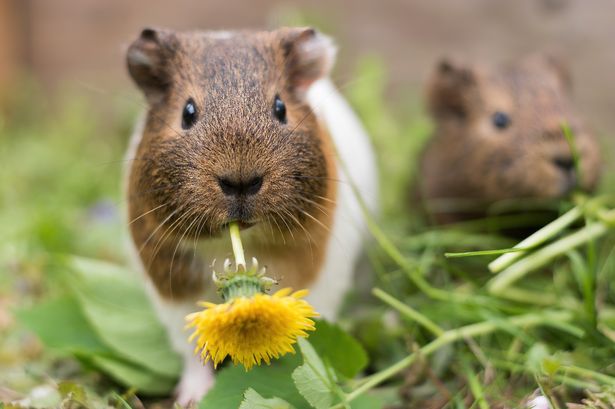 How to tell a guinea pig is in pain as even vets miss it