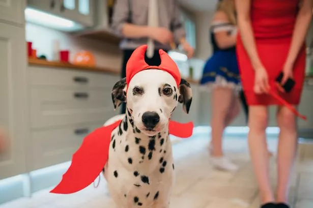 Lancashire dog owners warned of 4 immediate risks to their pets this Halloween