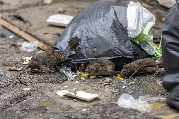 Number of rat infestations reported in six key areas of Lancashire