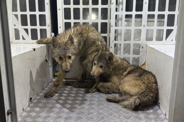 ‘Wolves’ roaming Preston streets detained by police dog handlers