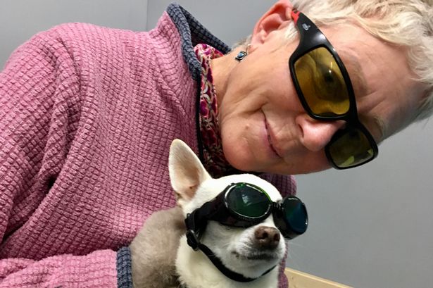 ‘I just screamed no, no, no’: Horror as savage attack leaves Morecambe woman’s chihuahua dead