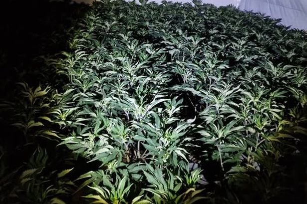 Man, 23, arrested after police find ‘sophisticated cannabis grow’
