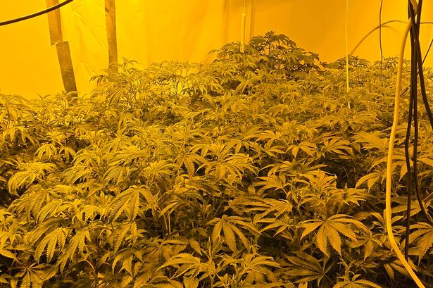 Police raid uncovers large cannabis farm at Preston house after tip-off