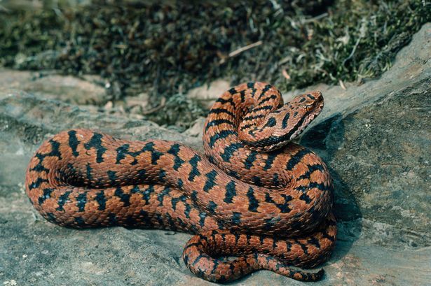 Town hall staff scrambled to tackle snake find something very different instead