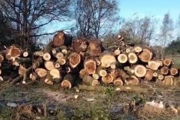 ‘I couldn’t believe it’: Anger after dozens of trees felled in Blackpool park
