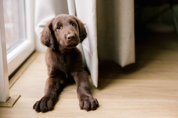 Three common household plants may ‘poison’ your dog, canine trainer warns