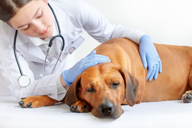 Vet shares 11 symptoms in cats and dogs as pets fall ill – full list