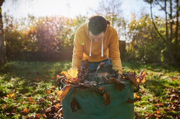BBC Dragon’s Den Deborah Meaden urges people to pick up leaves for clever reason