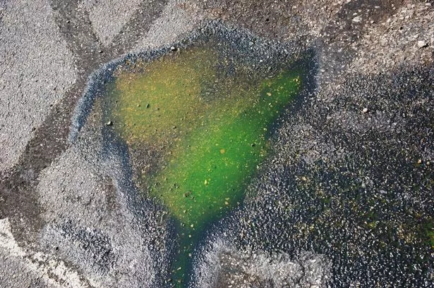 Warning over killer puddles after thousands of dog and cat deaths