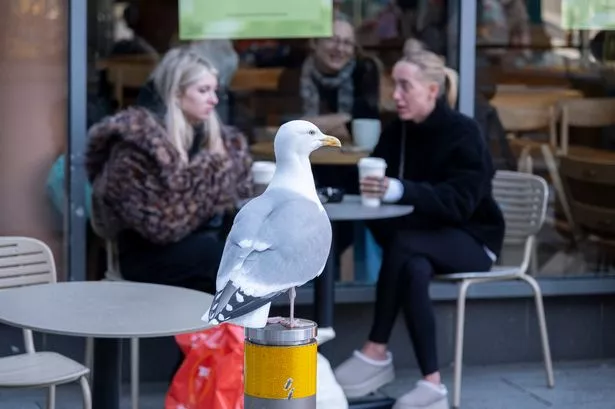One thing keeps seagulls off your food as they ‘fly away in seconds’