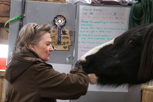 Veterans and horses unite in project to sniff out success